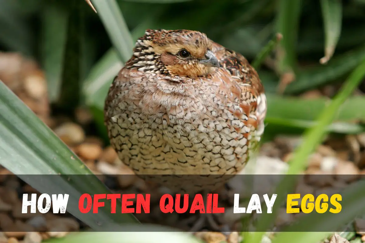 Discover How Often Quail Lay Eggs: Expert Tips & Insights