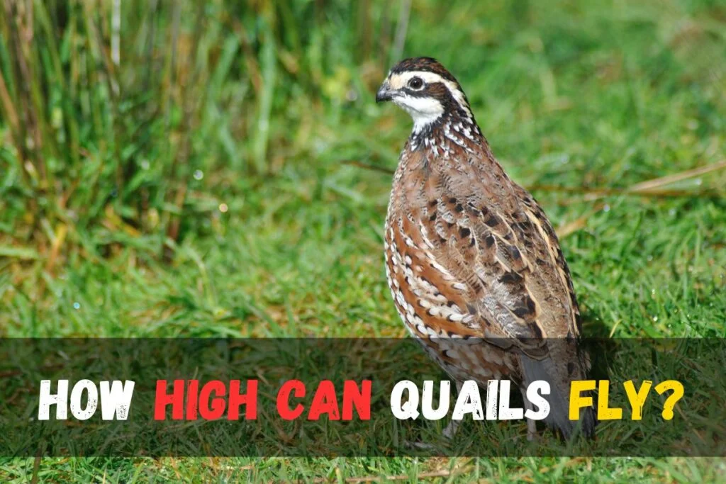 How high can quails fly?