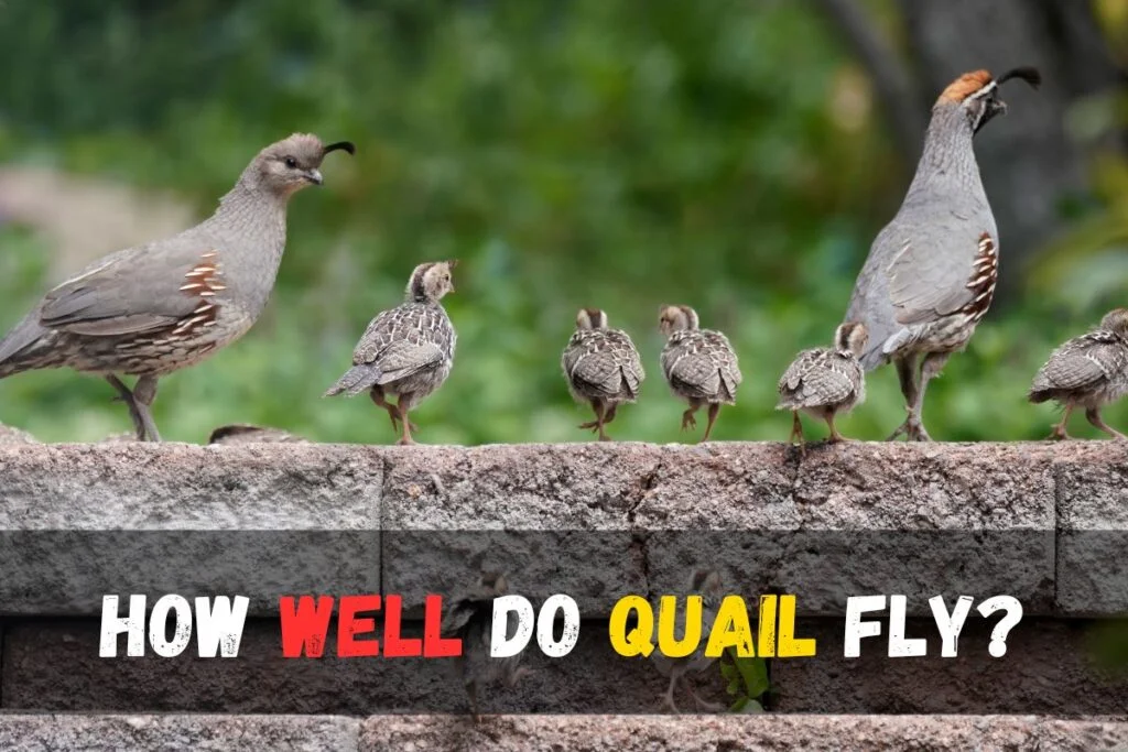 How well do quail fly?