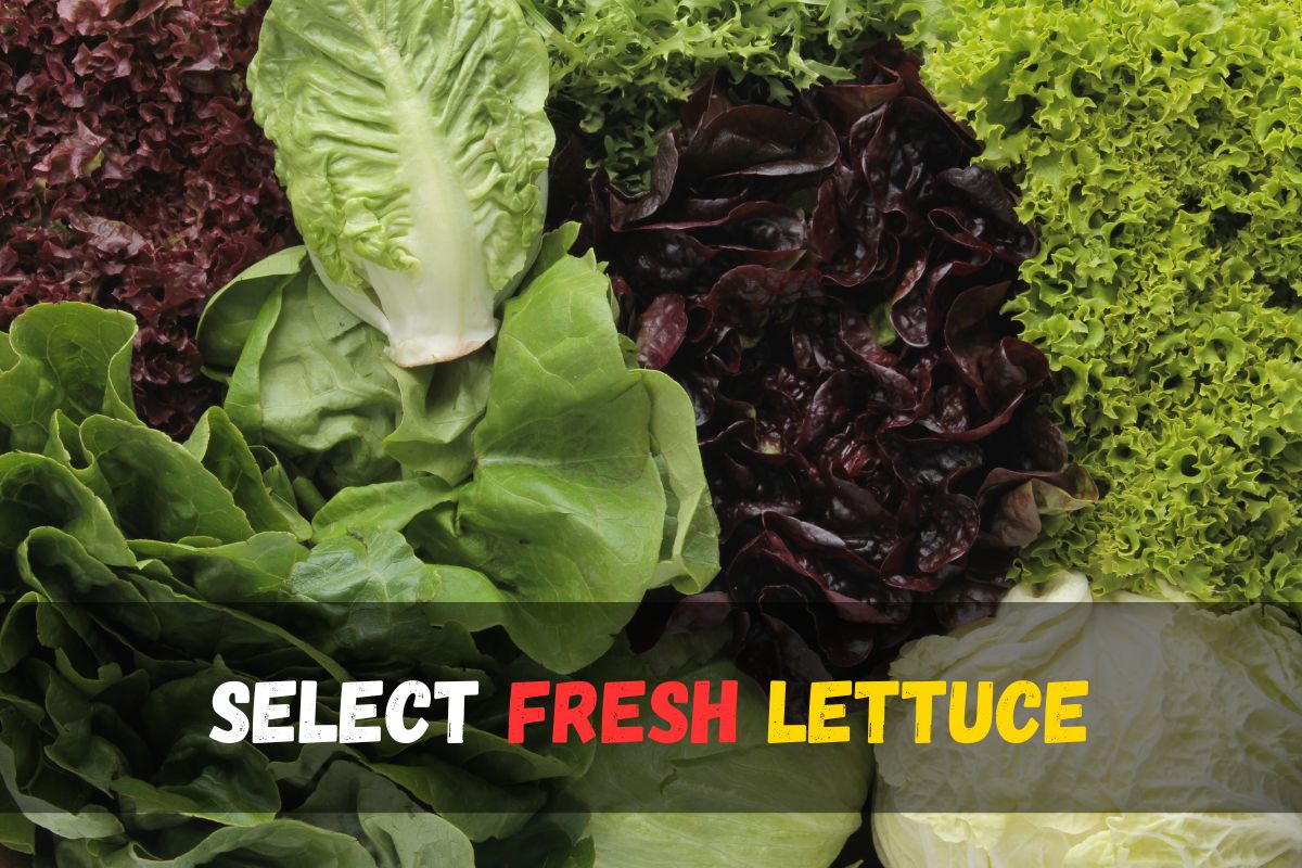 Can Budgies Eat Lettuce? Expert Advice and Nutritional Insights