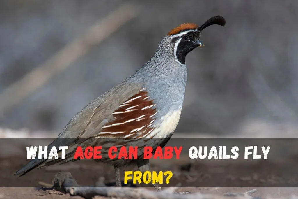 What age can baby quails fly from?