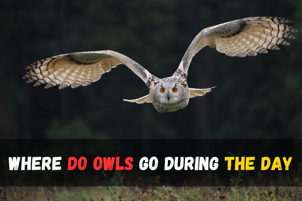 Where Do Owls Go During The Day