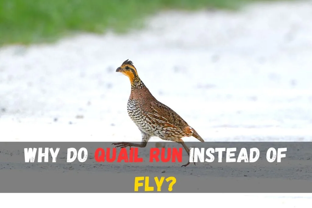 Why do quail run instead of fly?