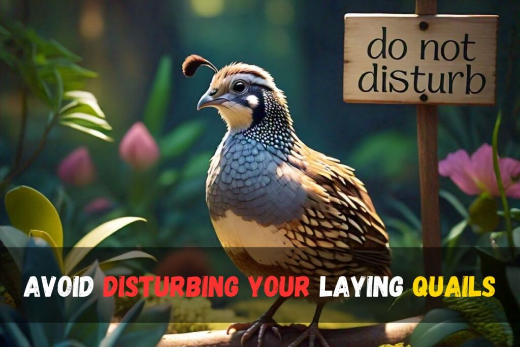 Discover How Often Quail Lay Eggs Expert Tips Insights