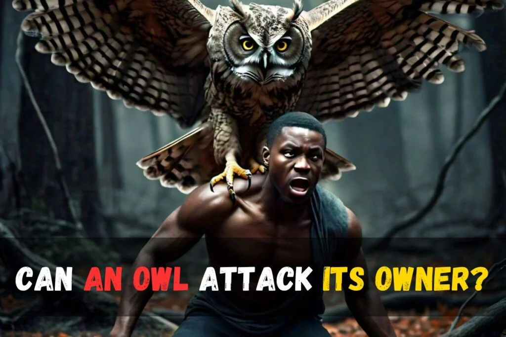 Can An Owl Attack Its Owner?