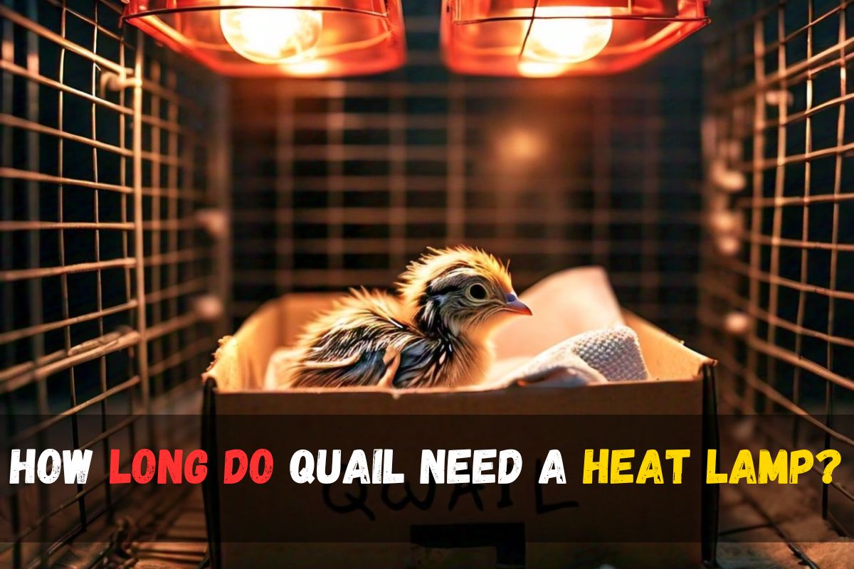How long do quail need a heat lamp