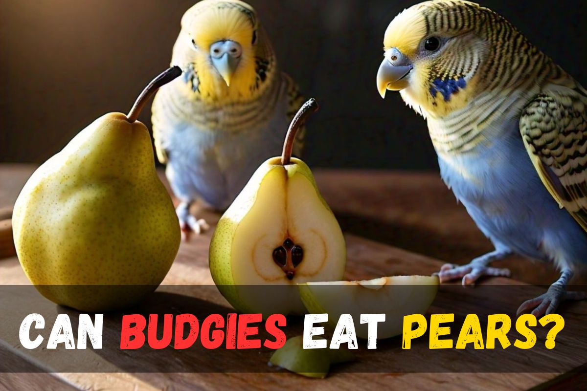 Can Budgies Eat Pears