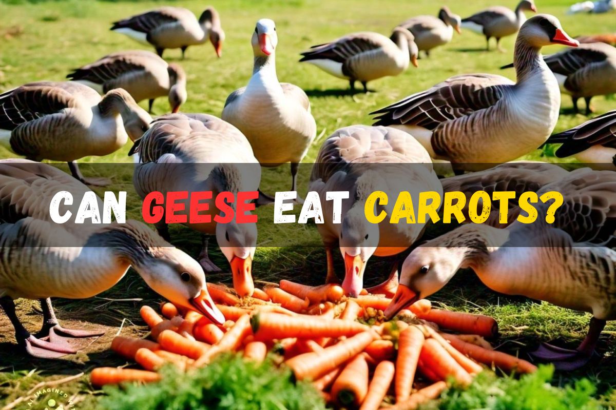 Can Geese Eat Carrots?