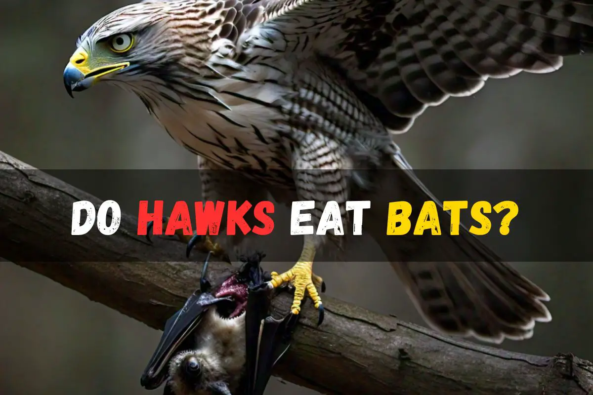 Do Hawks Eat Bats?