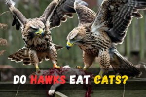 Do Hawks Eat Cats