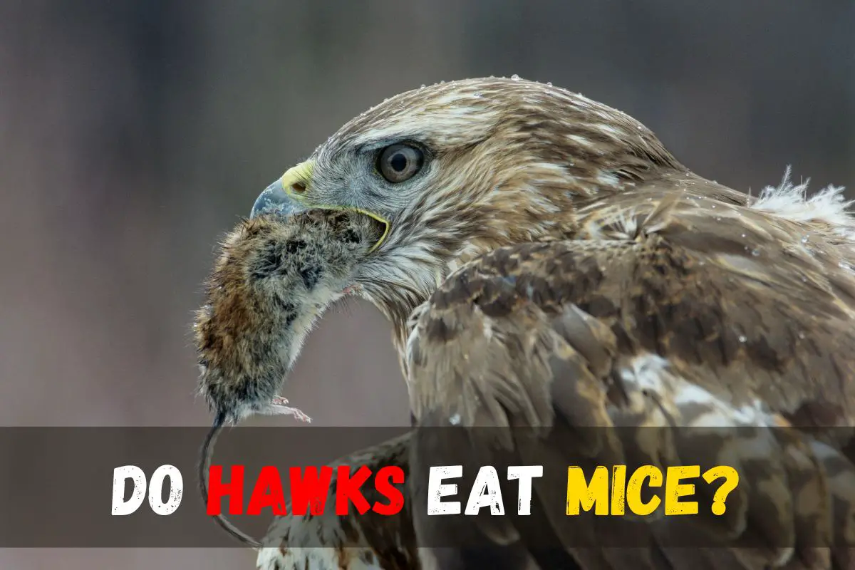 Do Hawks Eat Mice? Learn How Hawks Hunt & What They Target