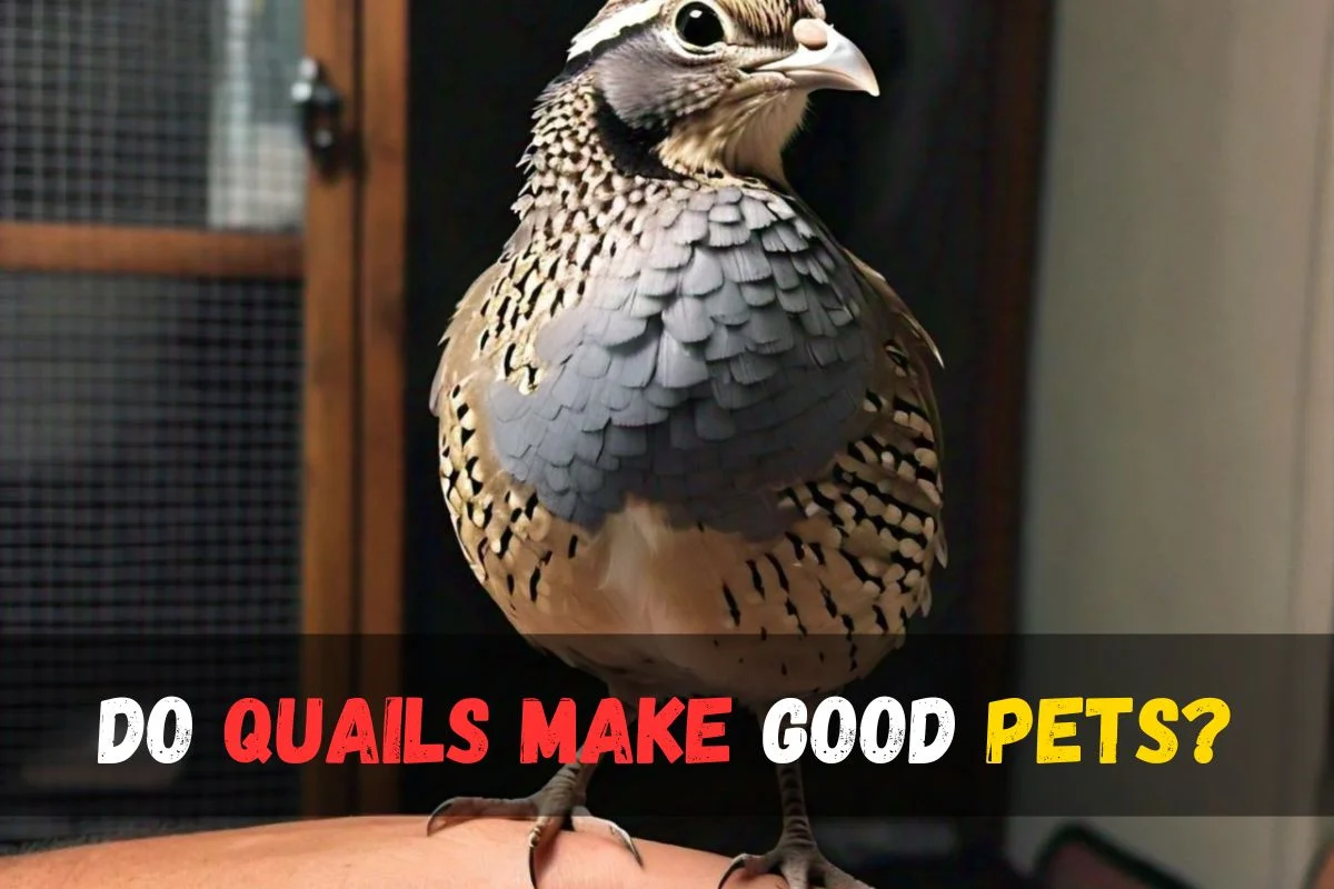Do Quails Make Good Pets?