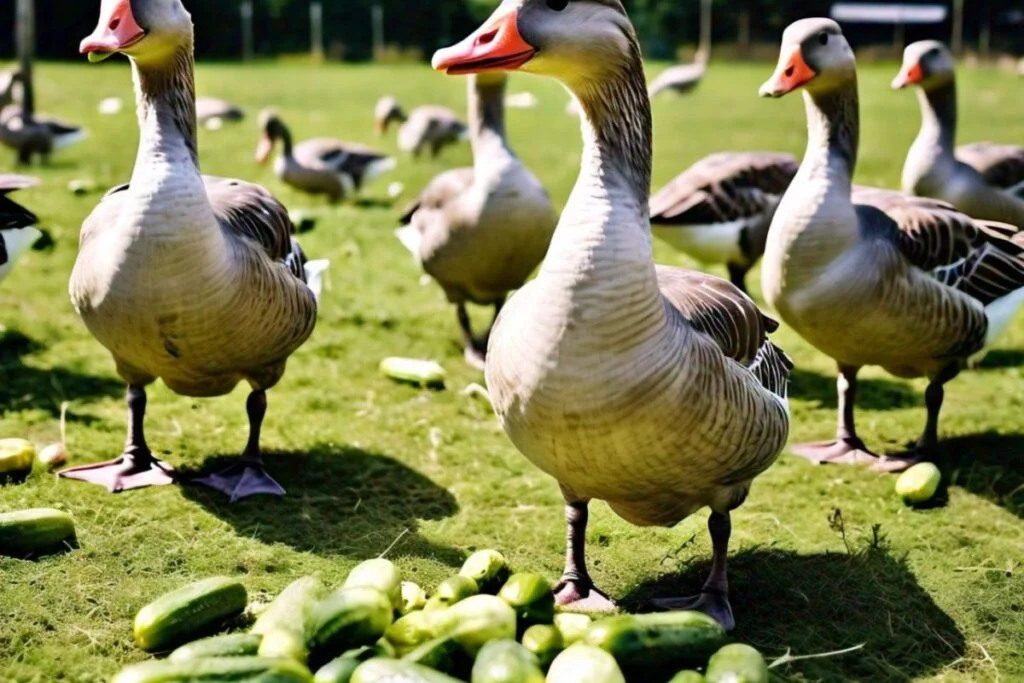Do geese eat cucumber?