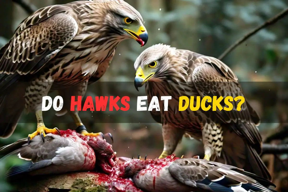 Do hawks eat ducks