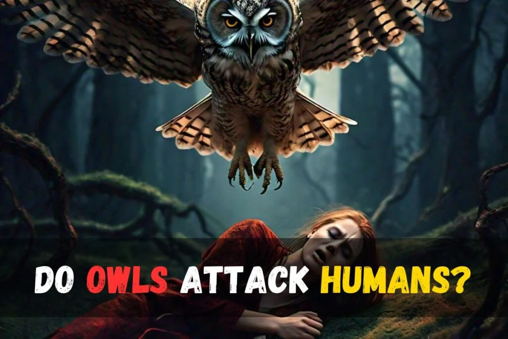 Do owls attack humans?