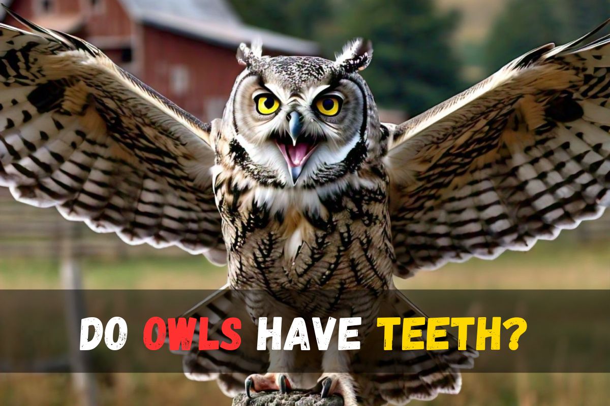 Do owls have teeth?