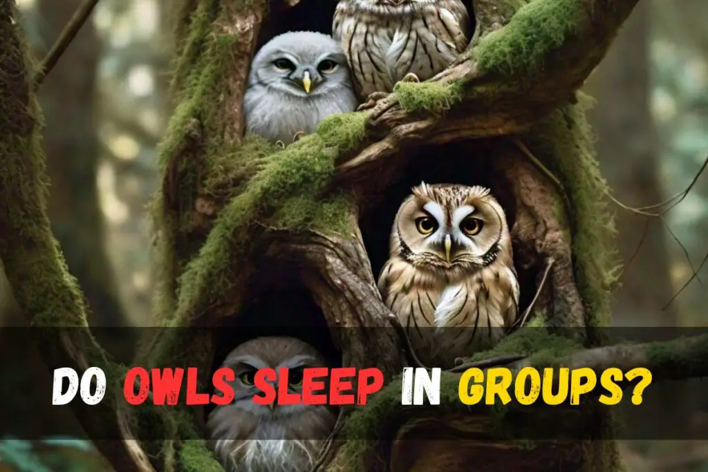Do owls sleep in groups?