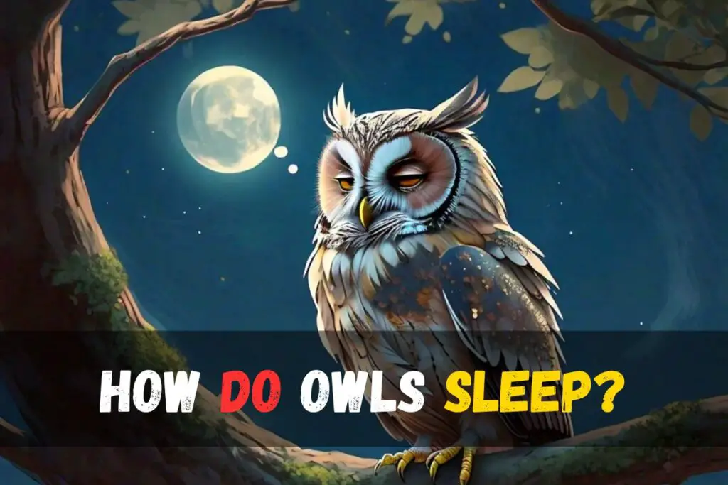 How do owls sleep?
