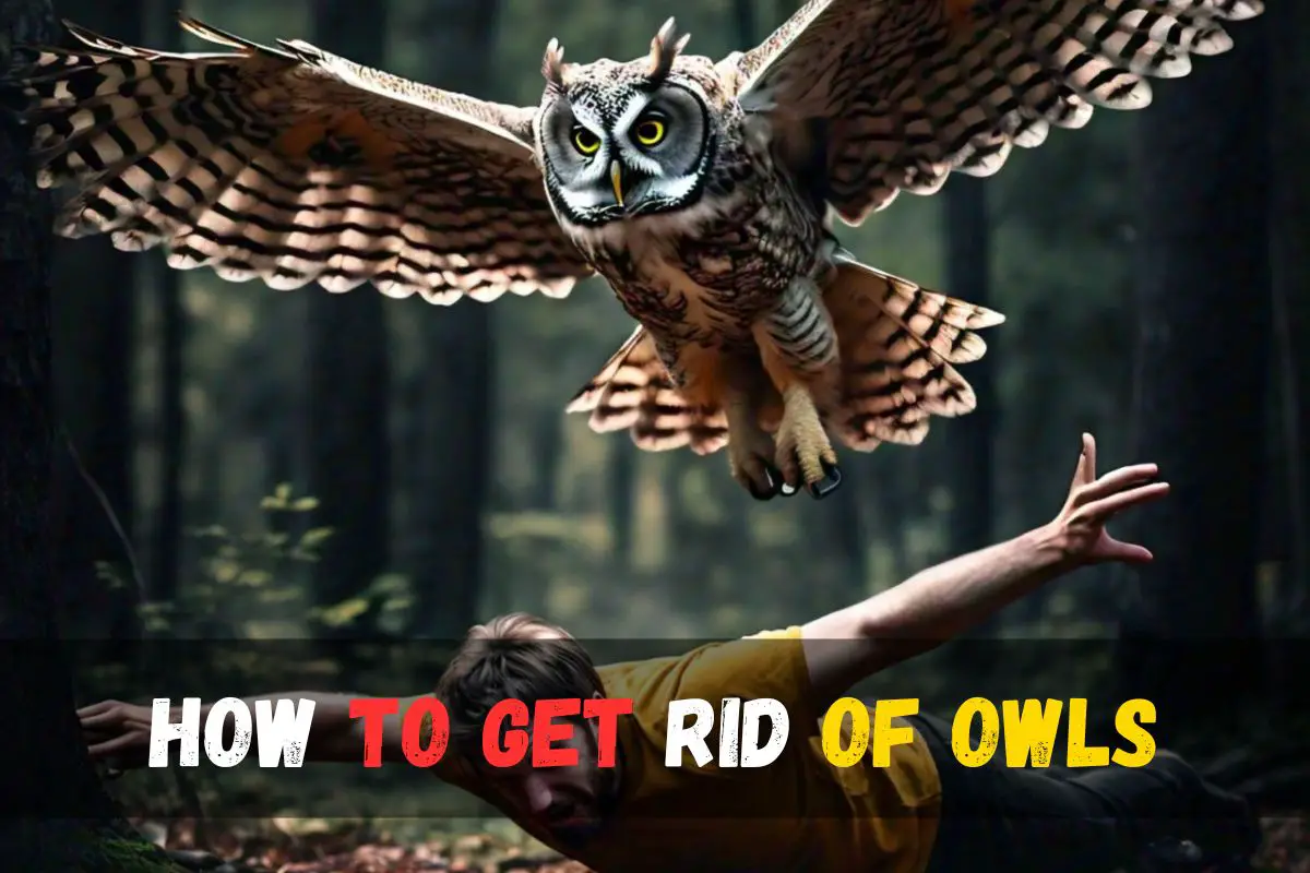 How to Get Rid of Owls: Effective & Humane Methods