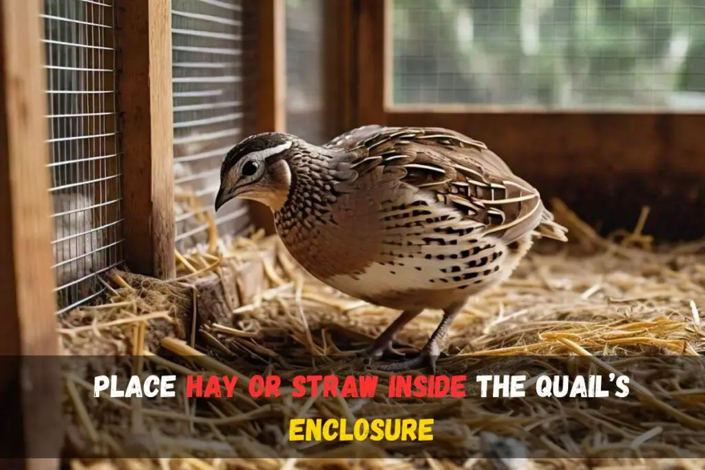 Discover How Often Quail Lay Eggs Expert Tips Insights