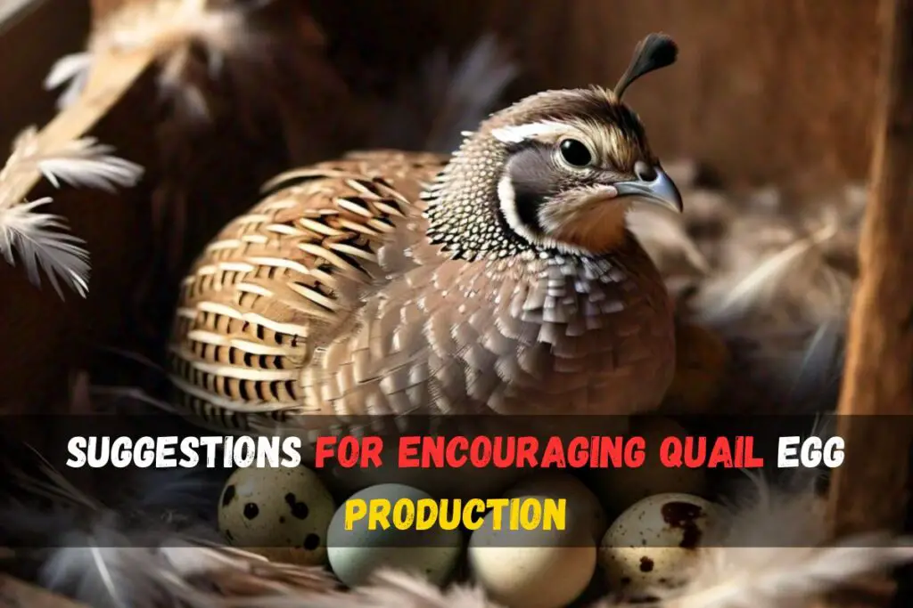 Discover How Often Quail Lay Eggs Expert Tips Insights