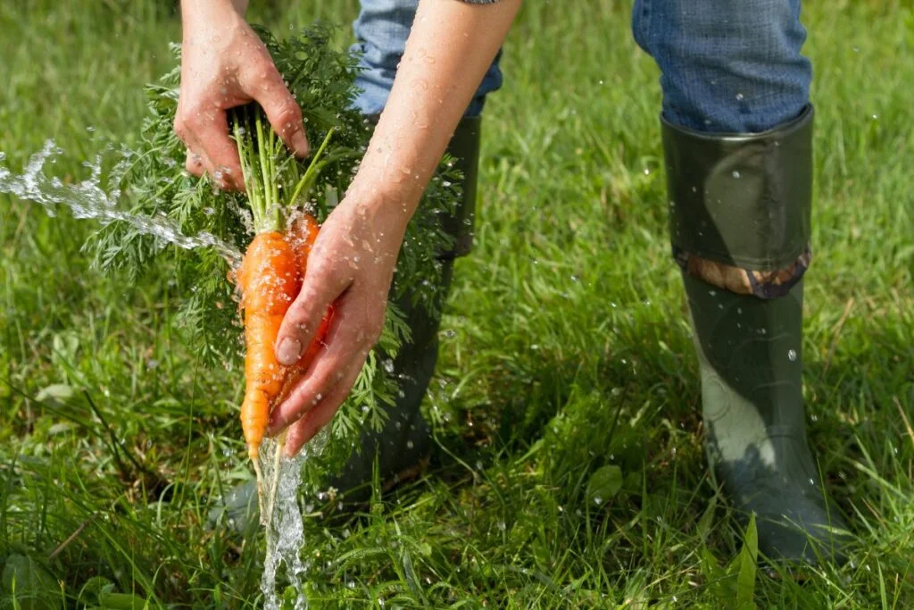 Washing and Preparing of carrots