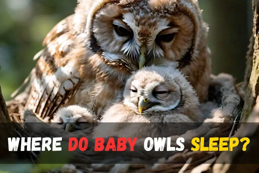 Where do baby owls sleep?