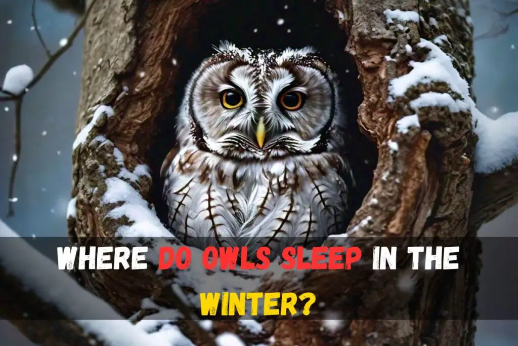 Where do owls sleep in the winter?