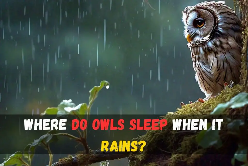 Where do owls sleep when it rains?