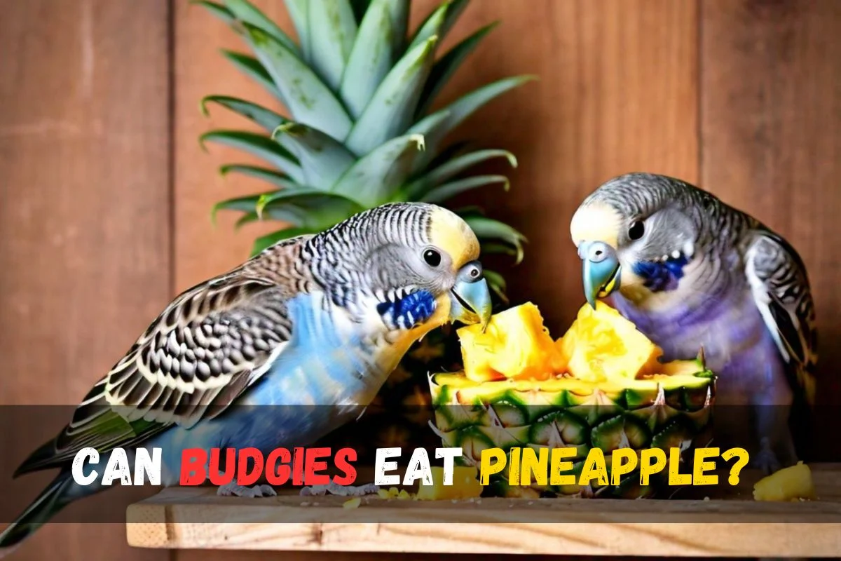 Can Budgies Eat Pineapple?