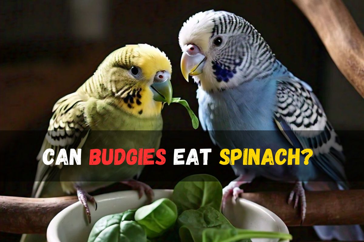 Can Budgies Eat Spinach