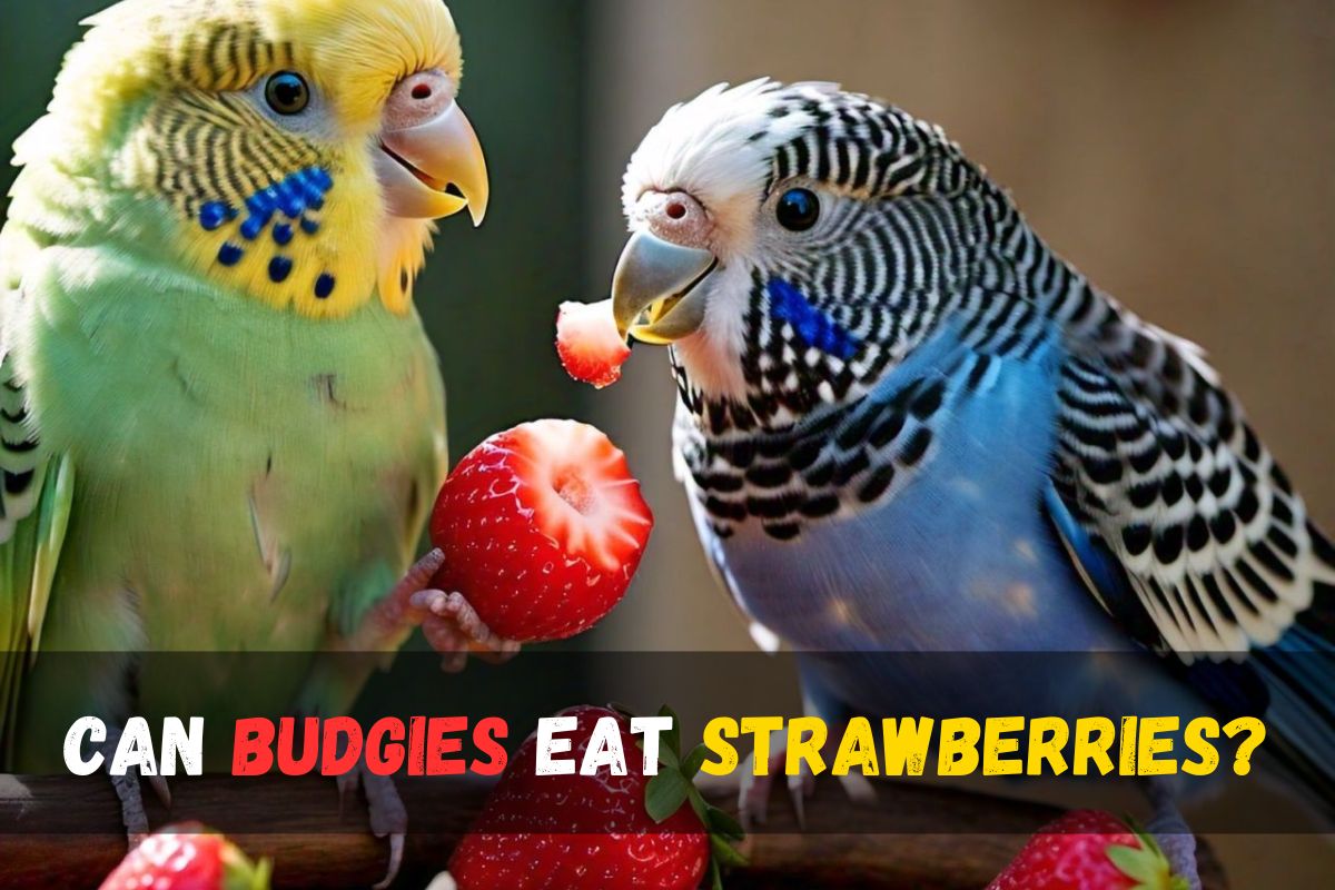 Can Budgies Eat Strawberries?