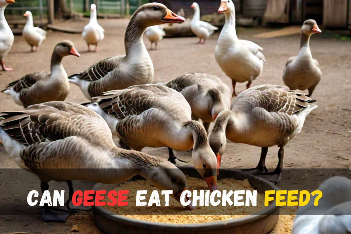 Can Geese Eat Chicken Feed