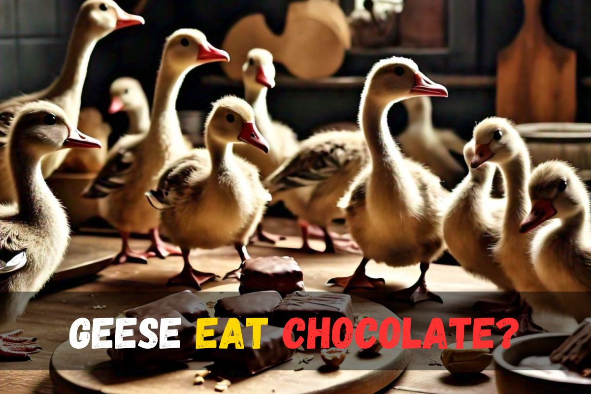 Geese Eat Chocolate