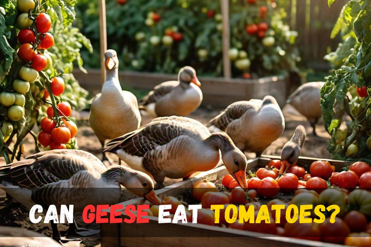 Can Geese Eat Tomatoes?