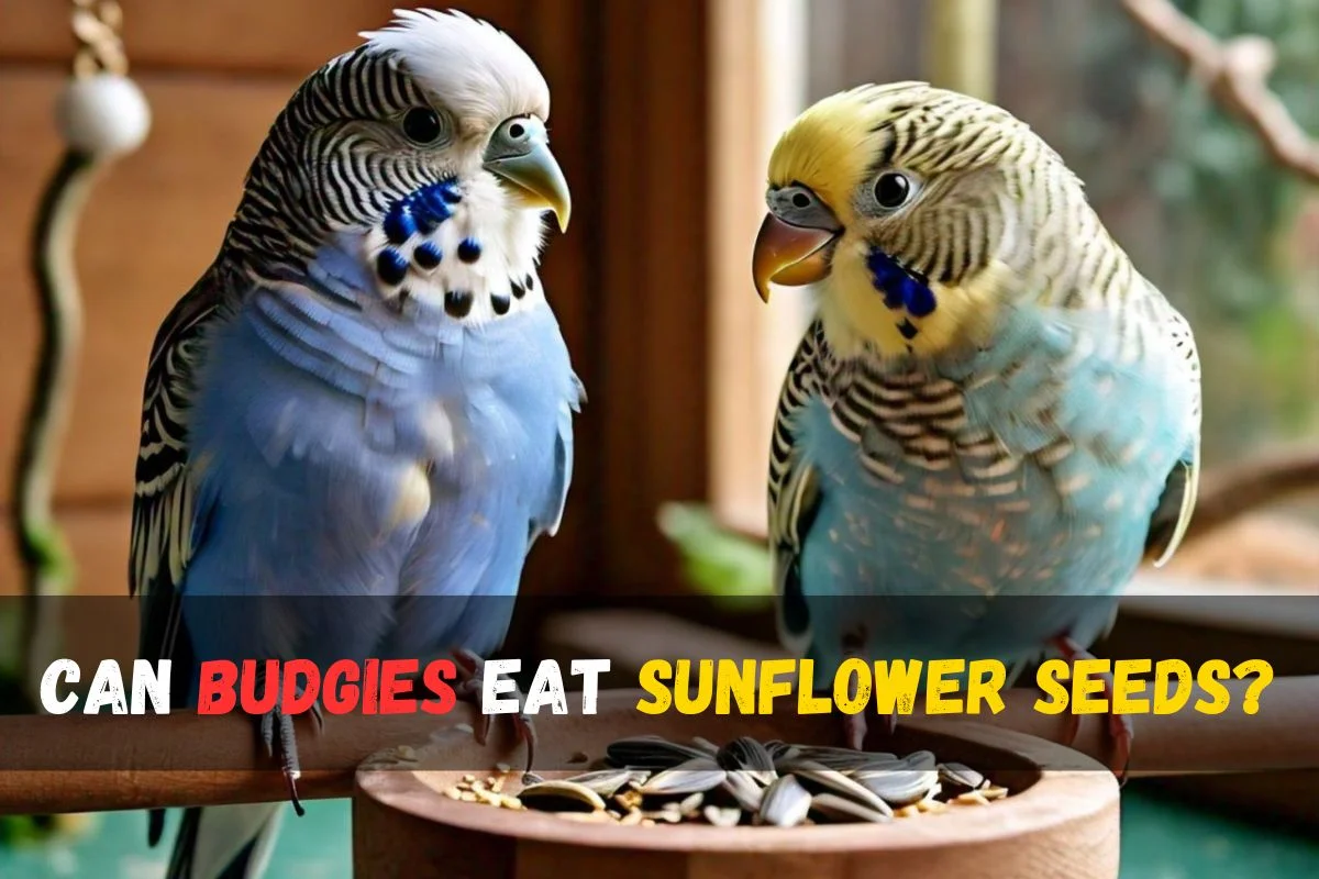 can Budgies Eat Sunflower Seeds?