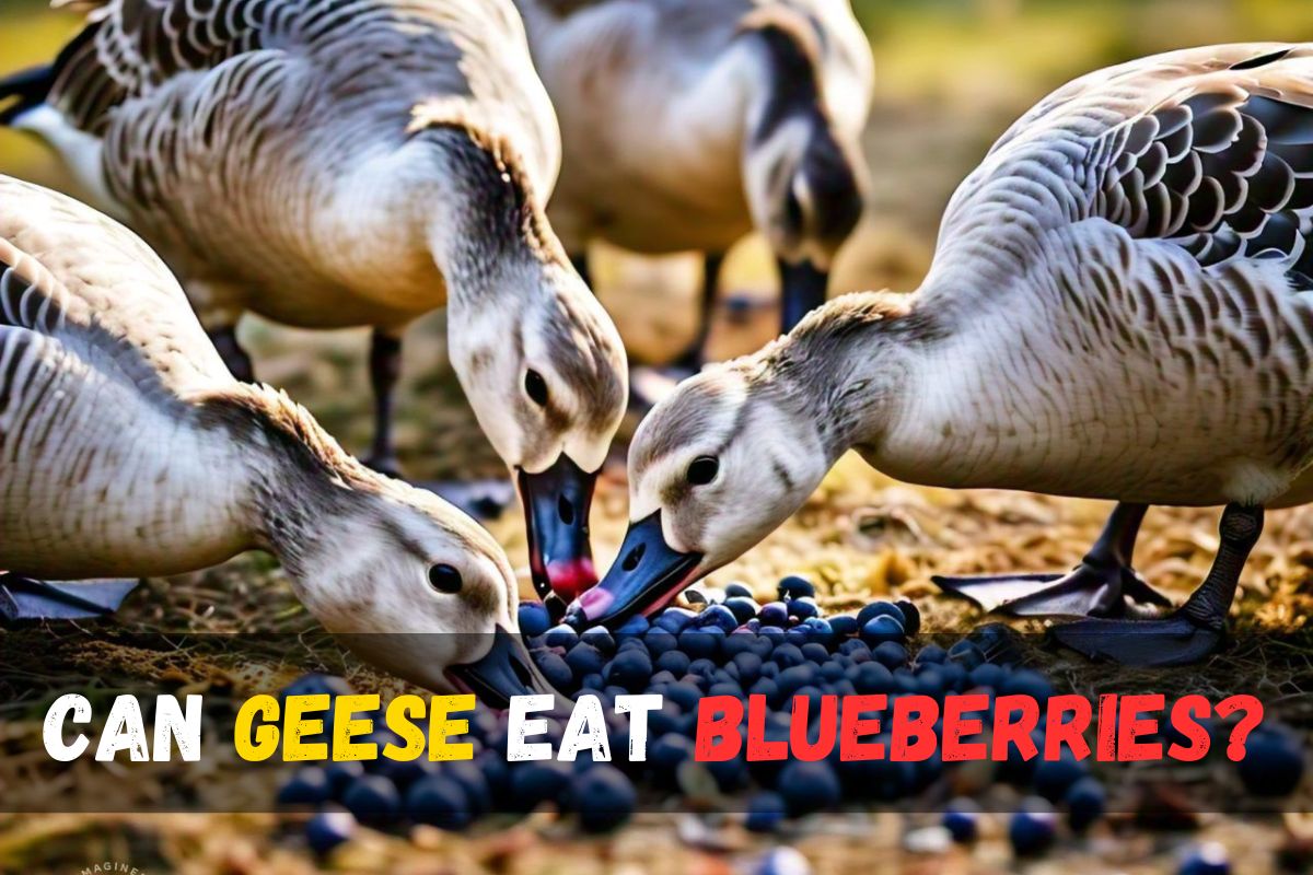 Can Geese Eat Blueberries?
