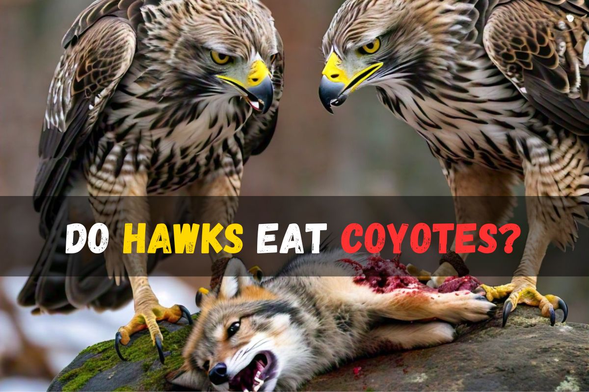 Do Hawks Eat Coyotes -