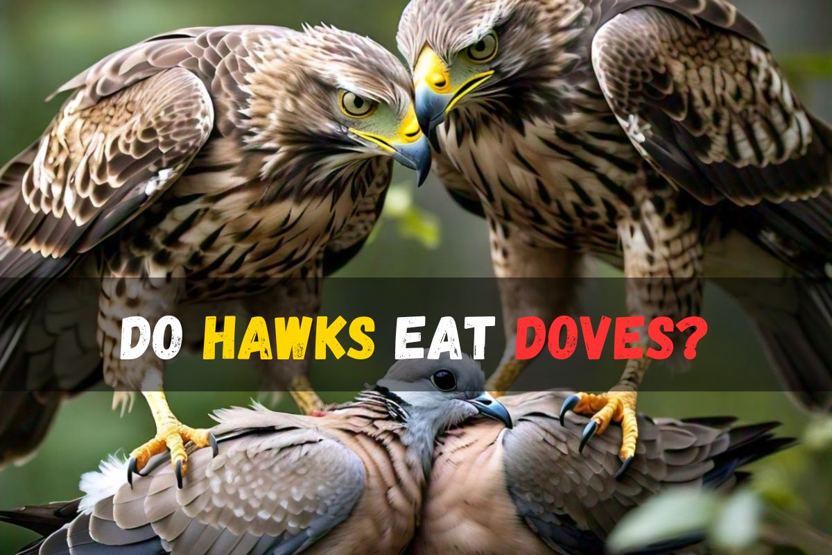 Hawks Eat Doves