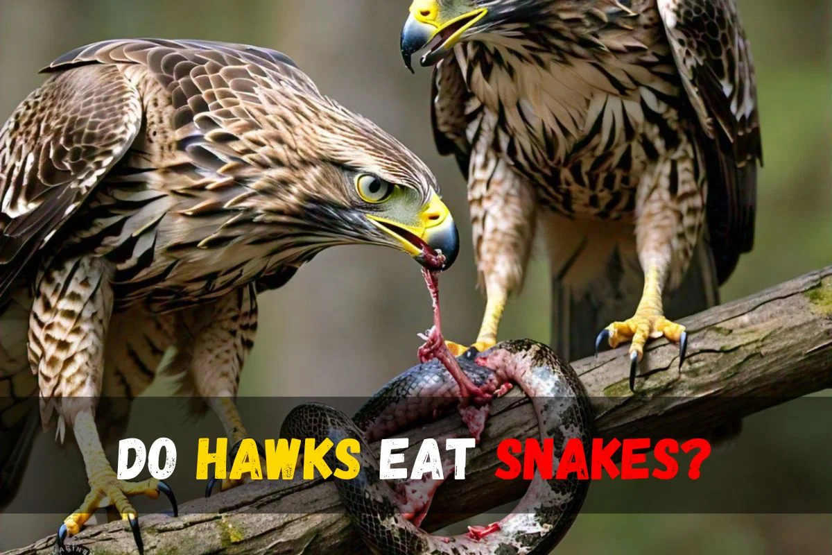 Do Hawks Eat Snakes?