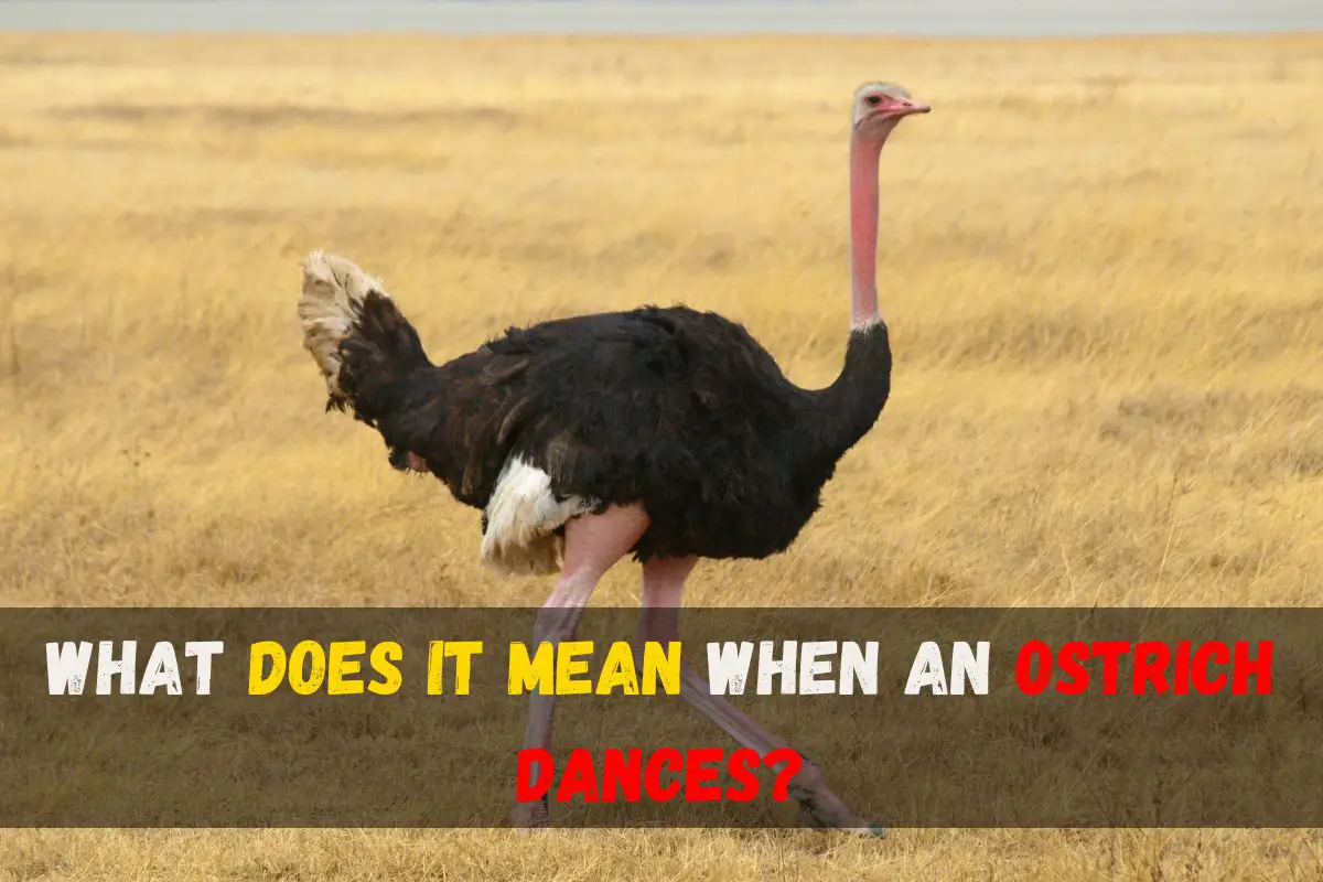 What Does It Mean When an Ostrich Dances? Truth Revealed