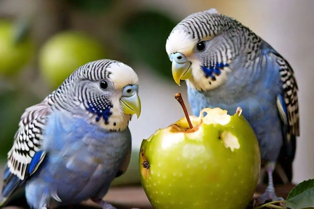 budgies eating apple