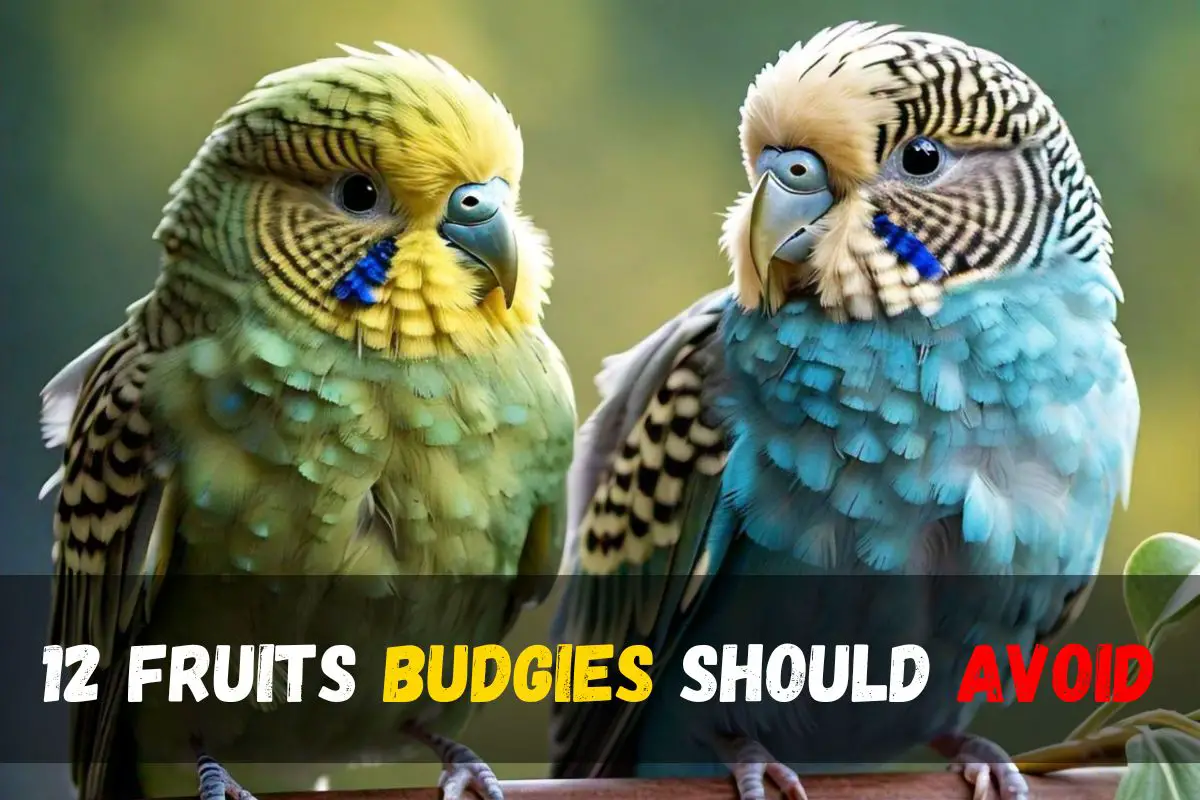 Top 12 Dangerous Fruits Budgies Should Avoid for Optimal Health