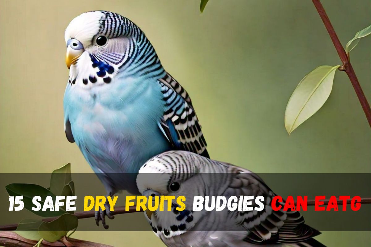 15 Safe Dry Fruits Budgies Can Eat