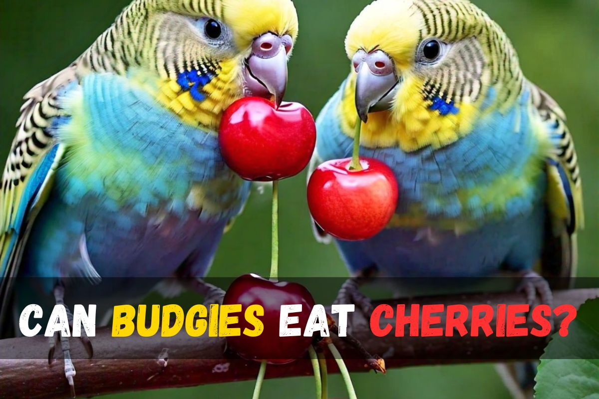 Can Budgies Eat Cherries?