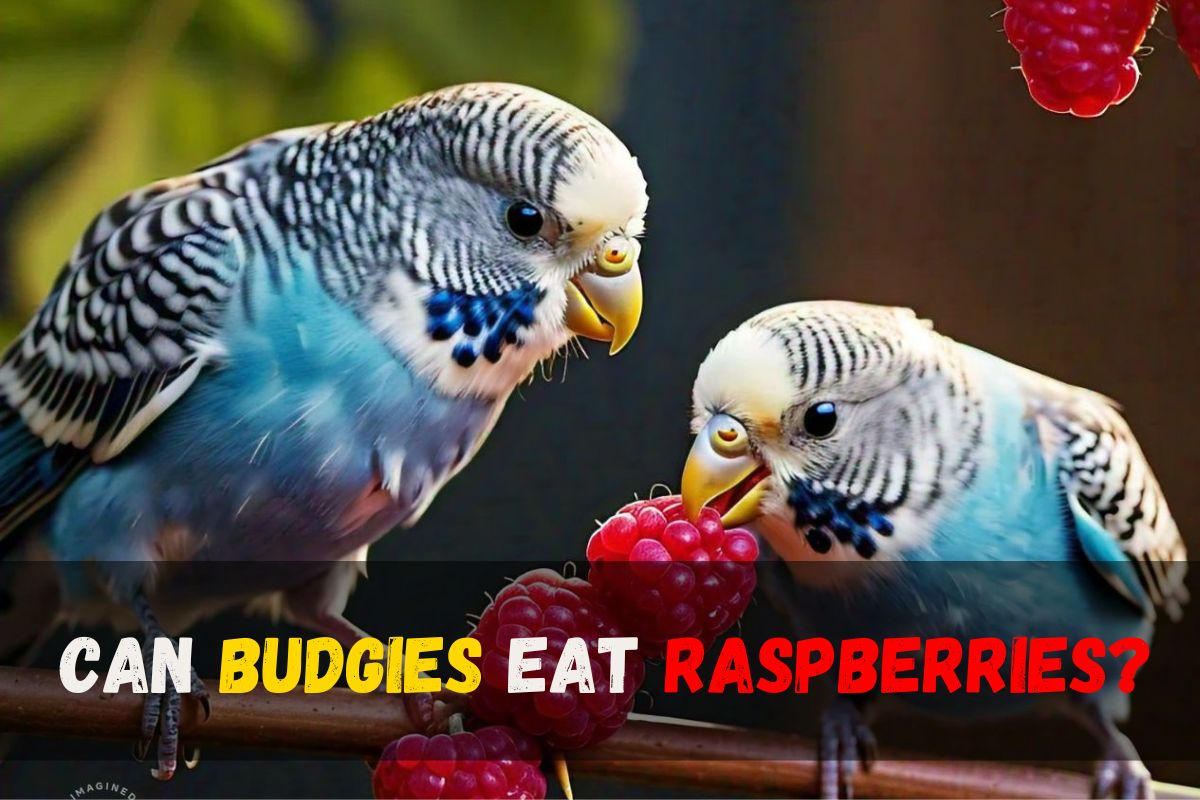 Can Budgies Eat Raspberries? Benefits, Risks, and Feeding Tips