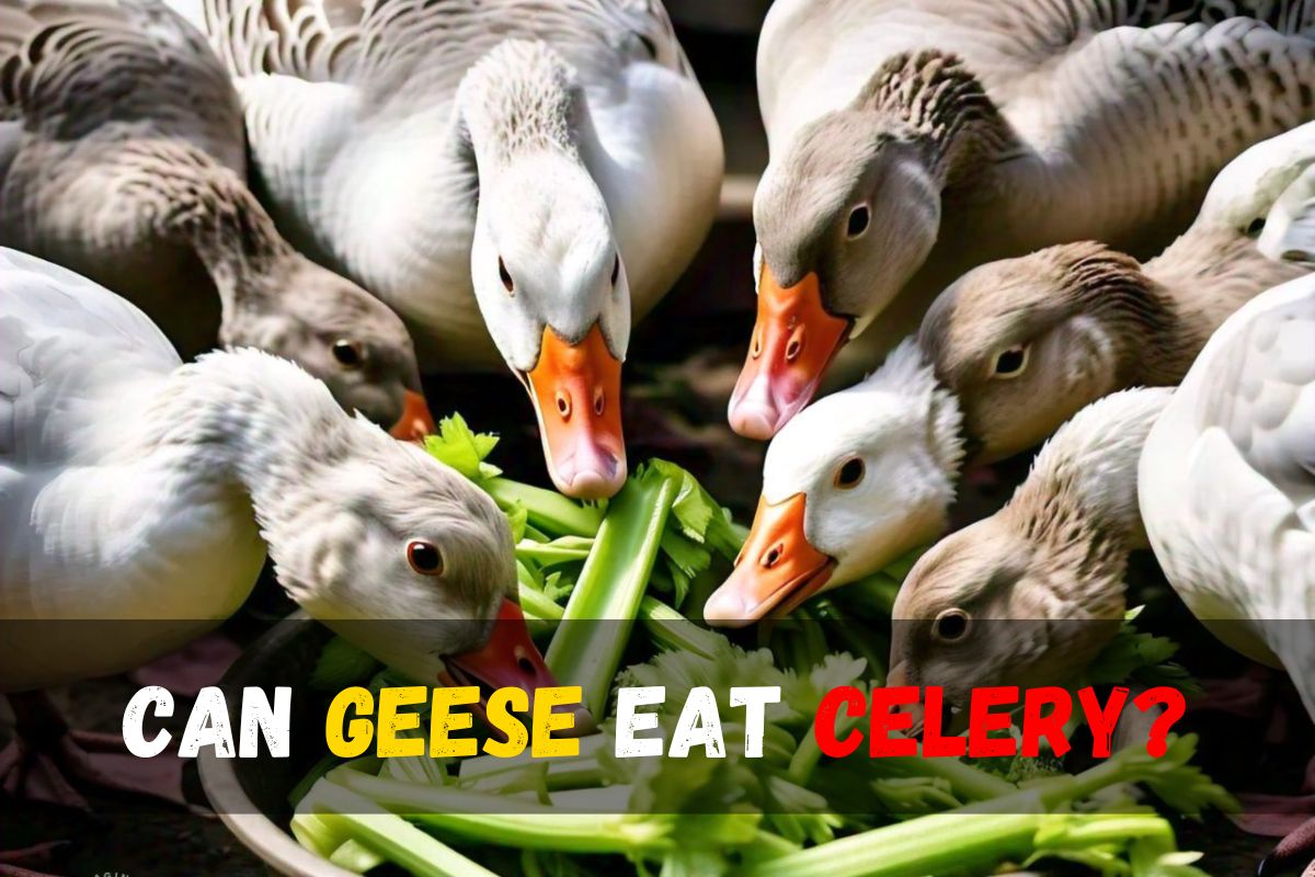 Can Geese Eat Celery