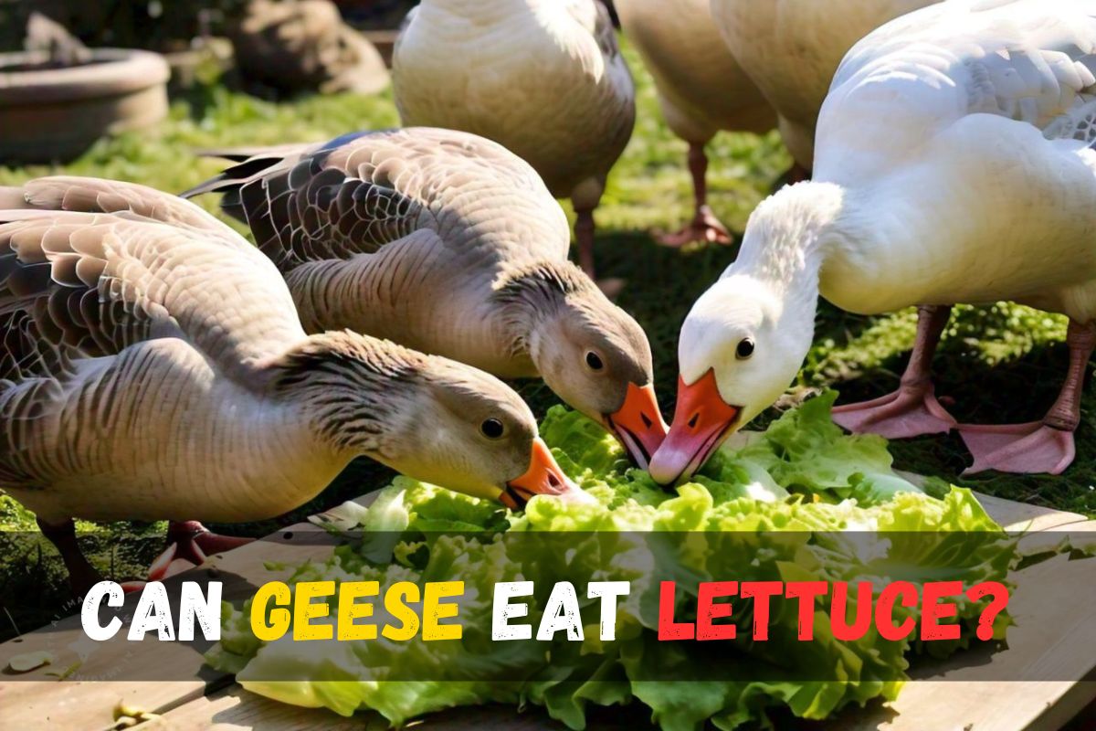 Can Geese Eat Lettuce