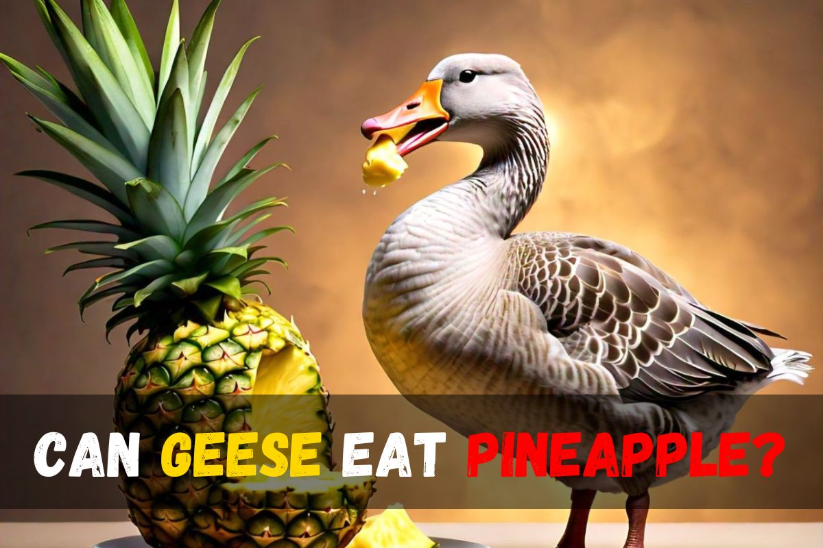 Can Geese Eat Pineapple?