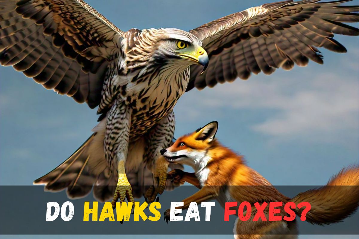 Do Hawks Eat Foxes?